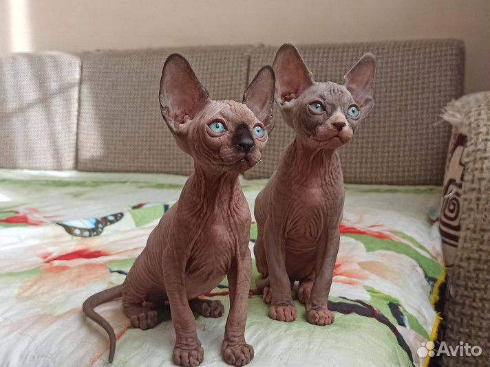 Канадский сфинкс котенок