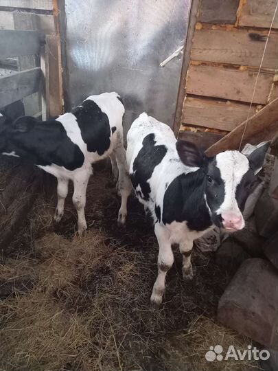 Бычек и телочка