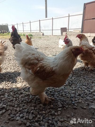 Куры и петухи брама