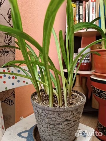 Гипиаструм (детки)