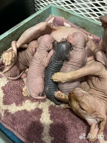 Сфинкс эльф котята