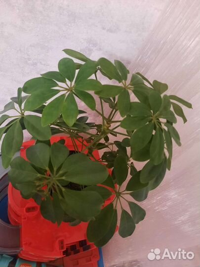 Цветок шефлера