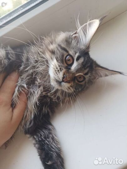 Котята мейн-кун