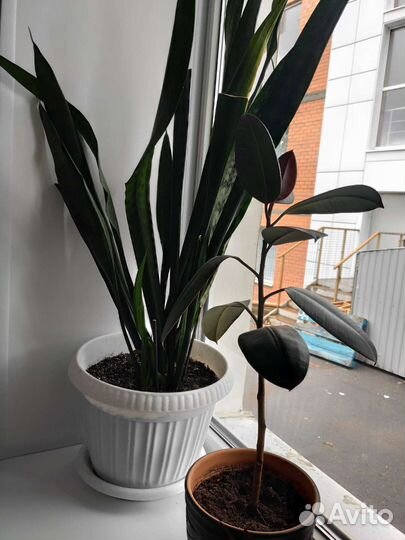 Комнатные растения