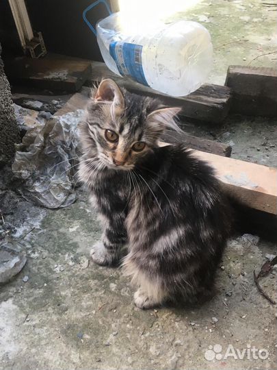Котята мейн-кун
