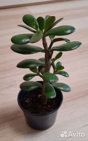 Суккуленты