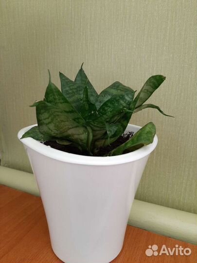 Сансевиерия ханни