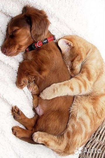 Передержка