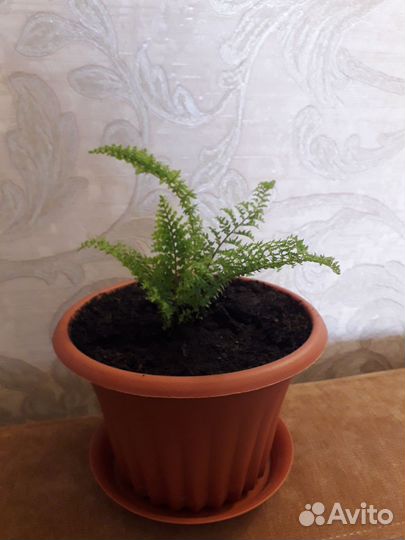 Папортник Нефролепис Кудрявый