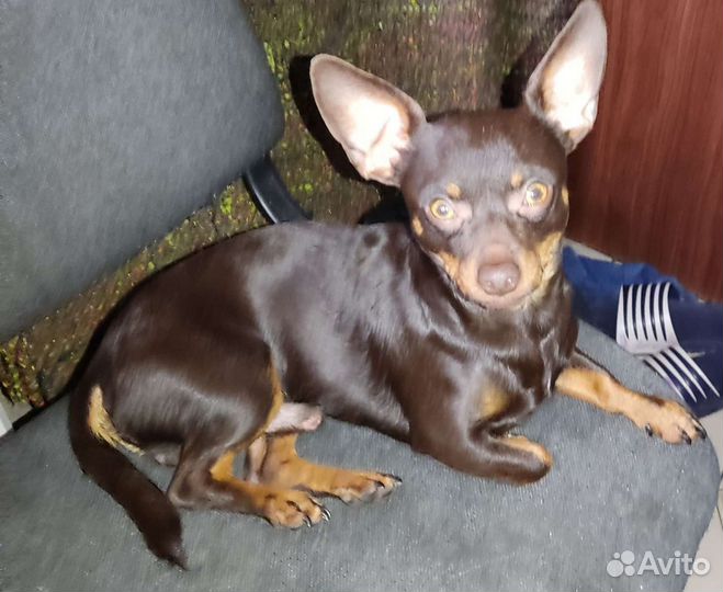 Вязка той-терьер