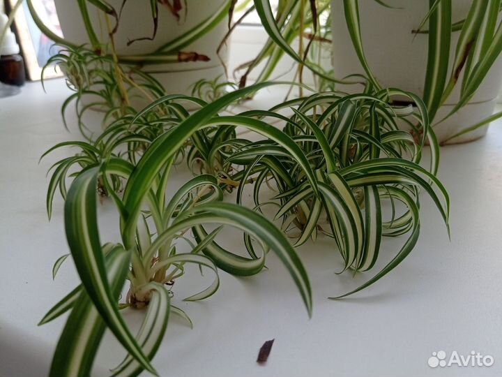 Хлорофитум отростки