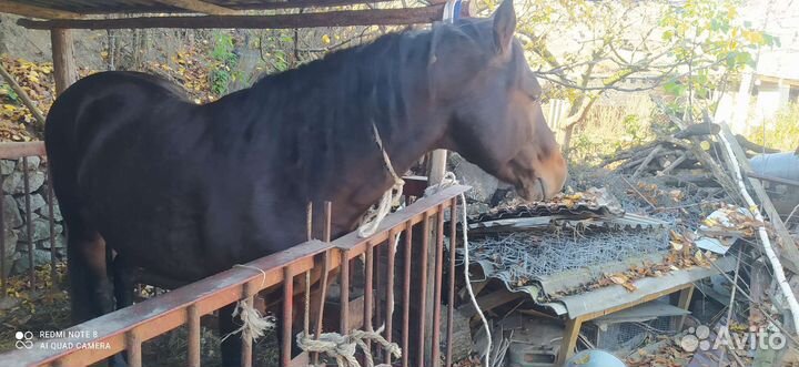 Лошадь жеребец