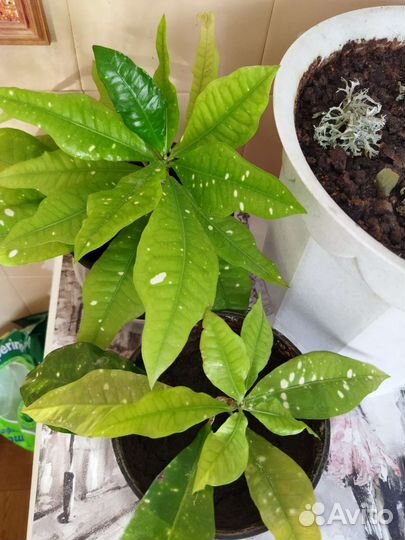 Кротон,фикус,драцена,дримиопсис,лиана