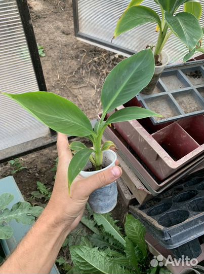 Банан киевский карлик