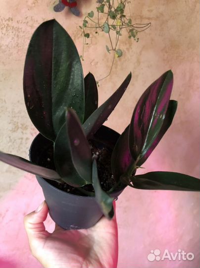 Эпипремнумы/сциндапсусы