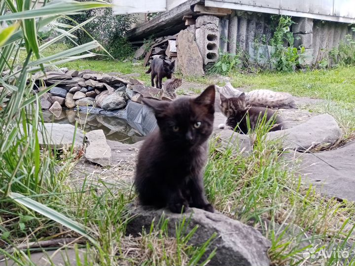 Черный котенок от мышеловки