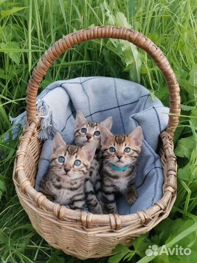 Бенгальские котята
