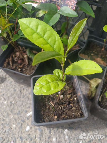 Камелия китайская адыгейский чай саженцы