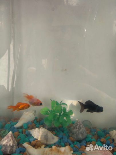 Аквариумные рыбки