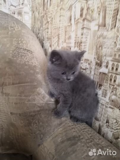 Шотландские котята