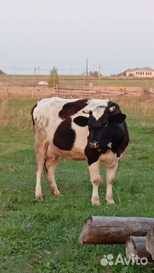 Корова молочная