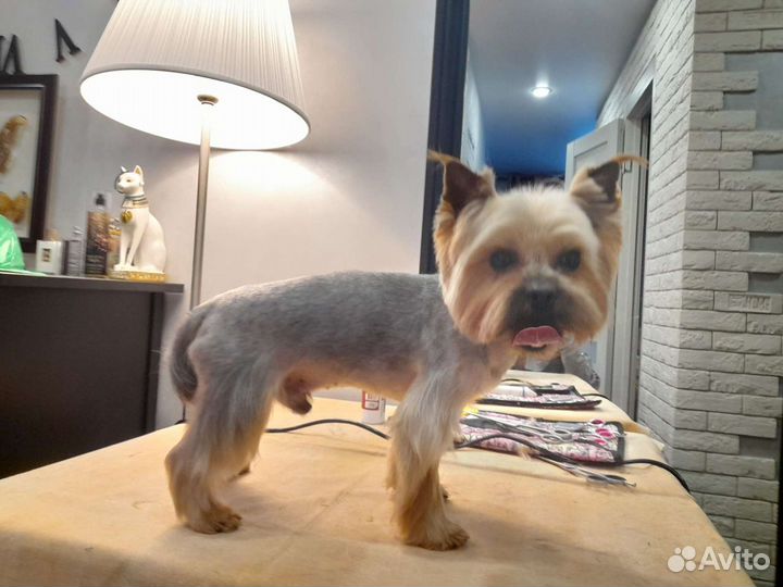 Стрижка собак и кошек (Грумер)