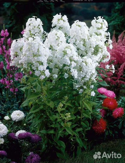 Флоксы махровые, многолетние, саженцы