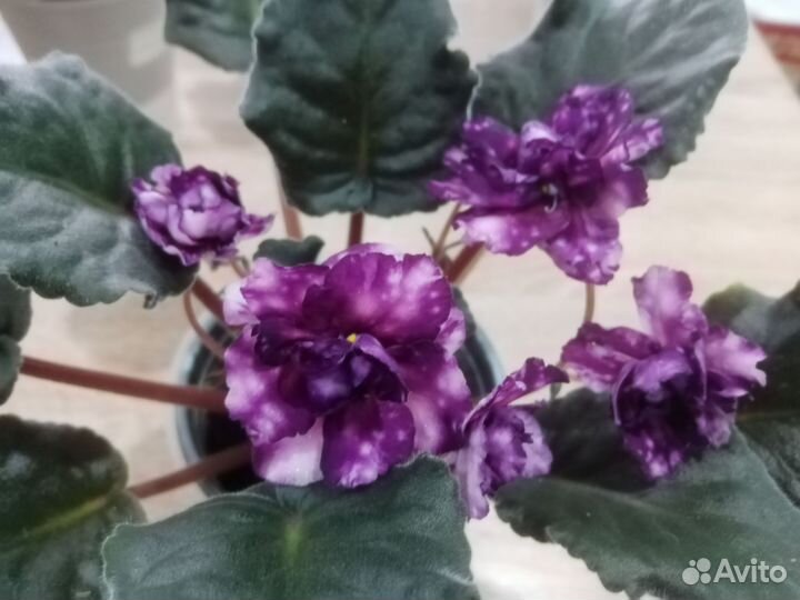 Комнатные цветы