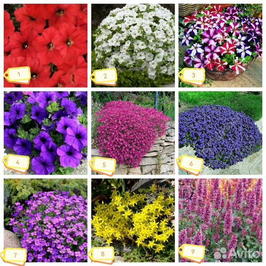 Семена цветов