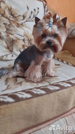 Йоркширский терьер