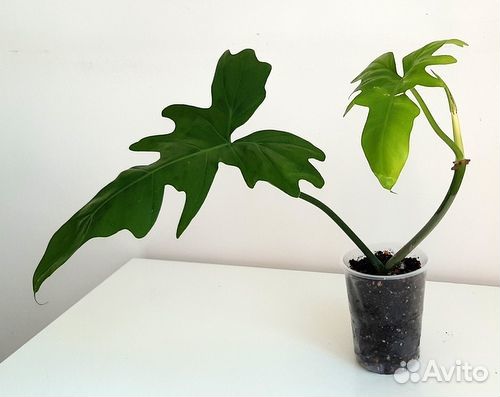 Филодендроны