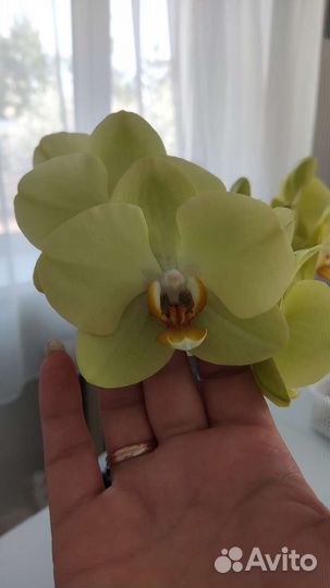 Орхидея фаленопсис
