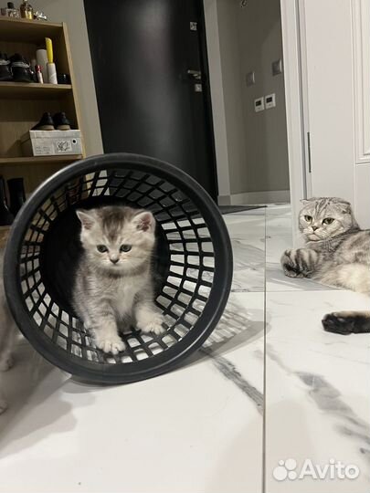 Шатланские котята