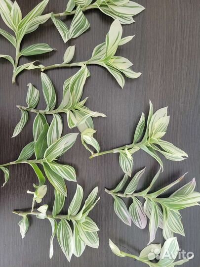 Традесканция фиолетовая и белая