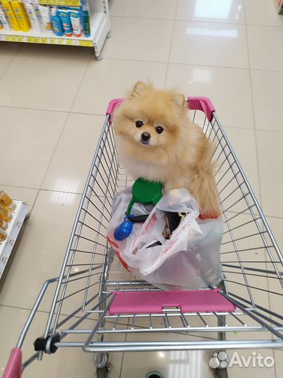 Случка шпиц