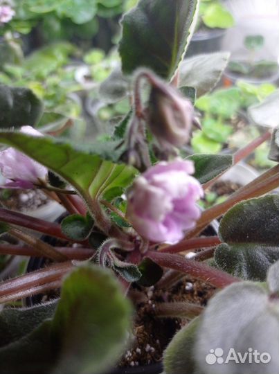 Цветущие фиалки