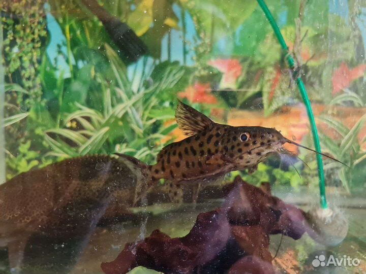 Аквариумные сомы