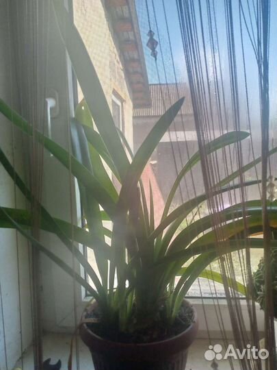 Гиппиаструм