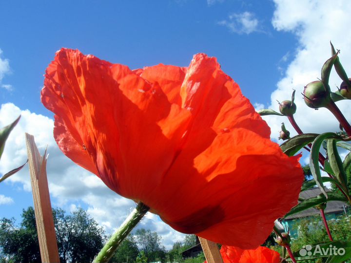 Маки восточные