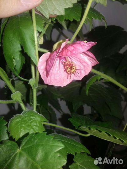 Комнатный цветок абутилон