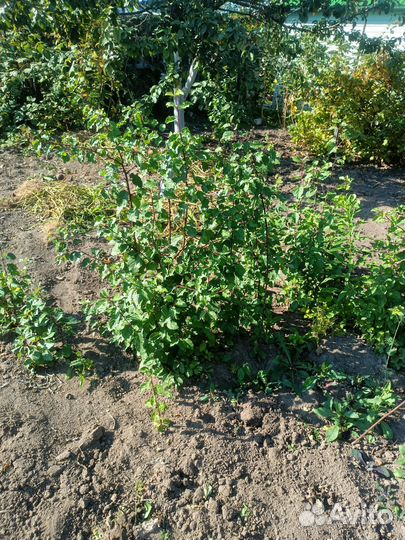 Малина, смородина,йошта, крыжовник,ежевика