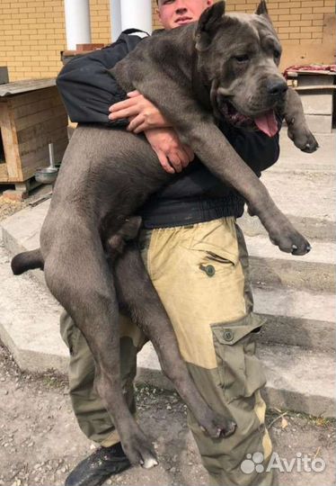 Кане Корсо (вязка)