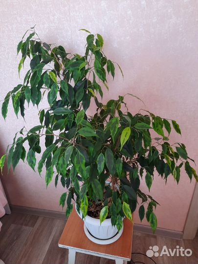 Фикус Бенджамина