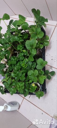 Колекционирование