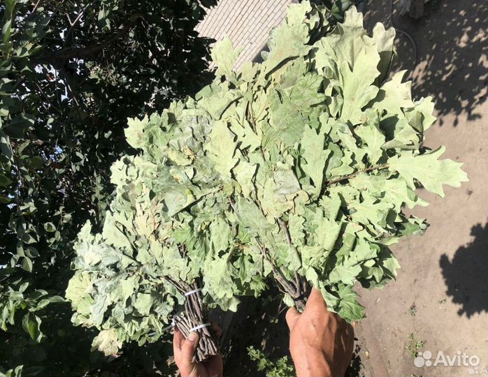 Дубовые веники для бани