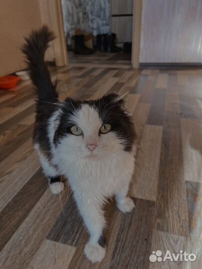 Кошечка в добрые руки