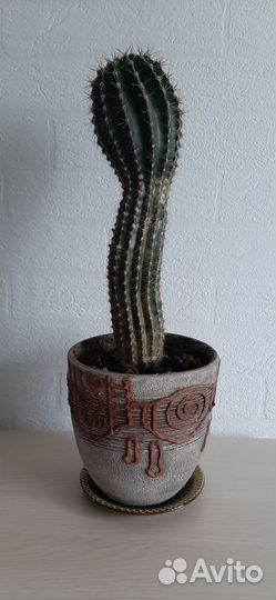 Горшки керамические с комнатными растениями