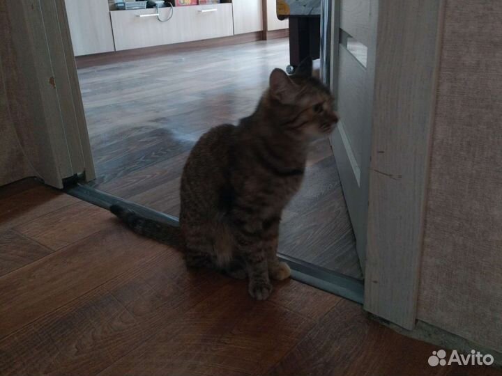 Кошка в дар бесплатно