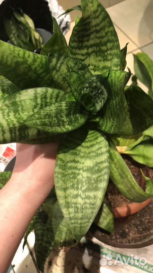 Сансевиерия ханни