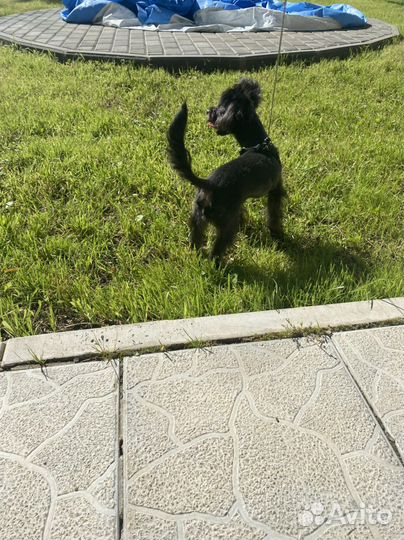 Груминг стрижка собак и кошек